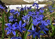 85 Bellissimi fiori di Scilla bifolia sul bel dosso panoramico fiorito salito anche la mattina 